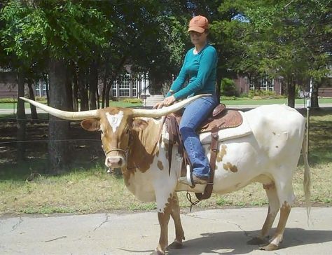 Cattle Rides Riding A Cow, Cow Riding, Dnd Things, Pony Rider, Longhorn Cattle, Texas Longhorn, Animal Sanctuary, Living Things, Animal Pics