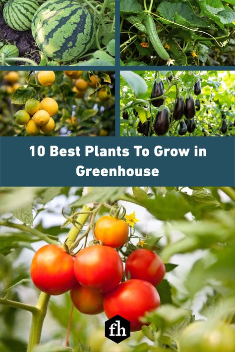 Best Vegetables For Greenhouse, Tropical Plants For Greenhouse, What To Grow In Greenhouse In Summer, Best Plants To Grow In Greenhouse, Growing In A Greenhouse Tips, Best Plants For Greenhouse, Best Greenhouse Plants, Indoor Greenhouse Vegetables, Things To Grow In A Greenhouse