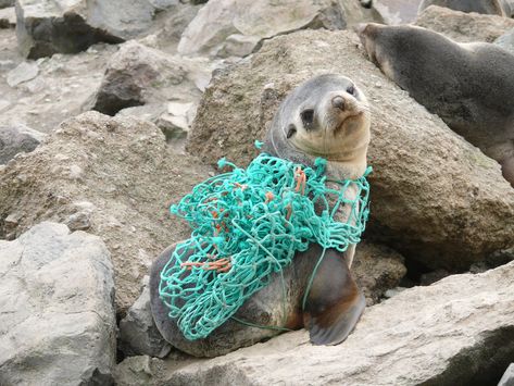 Marine Life Entanglements: Why it Needs to Stop! Ocean Projects, Marine Debris, Ocean Pollution, Save Our Oceans, Water Pollution, 카드 디자인, Nature Conservation, Marine Mammals, Plastic Pollution