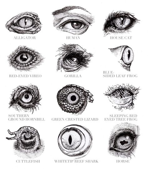 Animal Eyes, Arte Ninja, Eye Close Up, Monster Eyes, Monster Drawing, Eye Sketch, Eyes Drawing, Small Drawings, Dragon Eye