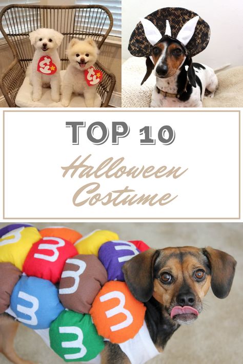 S’more Dog Costume, Pinata Dog Costume, Simple Dog Costumes Diy, Easy Diy Pet Costumes, Homemade Dog Costumes Halloween, Halloween Costumes For Dogs Diy, Easy Dog Halloween Costumes, Diy Dog Costumes Pets, Easy Dog Costumes Diy