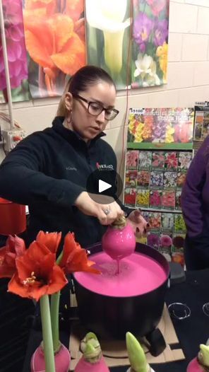 Demo: Watch how we wax amaryllis bulbs! + Creative flower bulb Valentine's Day gift ideas 😍💝 HollandBulbFarms.com | By HollandBulbFarms.com | Facebook How To Wax Amaryllis Bulbs, Waxed Amaryllis Bulbs Diy, Amaryllis Centerpiece, Flower Bulb, Amaryllis Flowers, Diy Wax, Amaryllis Bulbs, Valentine's Day Gift Ideas, Bulb Flowers