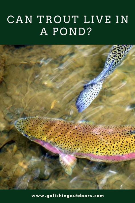 Are you thinking about stocking trout in a pond? Or are you just curious if they could survive in your local waters? Then this article is for you! Trout Farming, Trout Pond, Fish Ponds Backyard, Shrimp Farming, Trout Farm, Aquaponics Greenhouse, Backyard Aquaponics, Diy Pond, Mini Farm