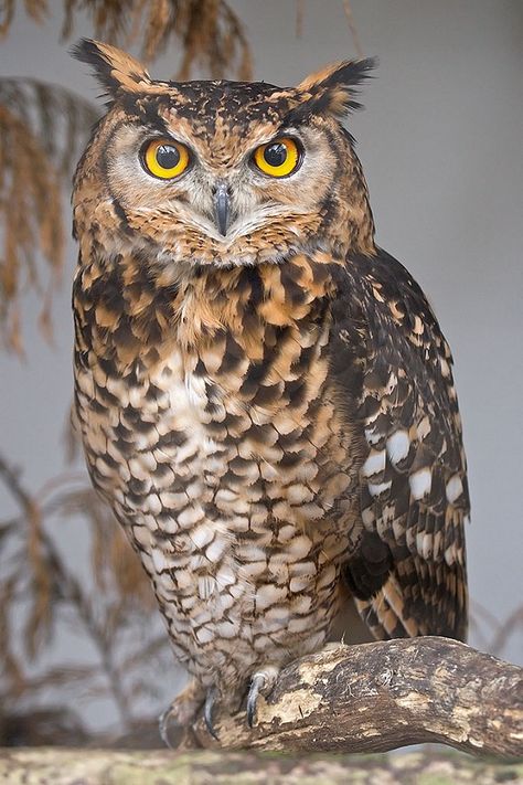 The Dark Secrets of the Bird World — Wait But Why Urs Polar, Owl Photography, Owl Photos, Owls Drawing, Owl Pictures, Beautiful Owl, Great Horned Owl, Haiwan Peliharaan, Owl Bird