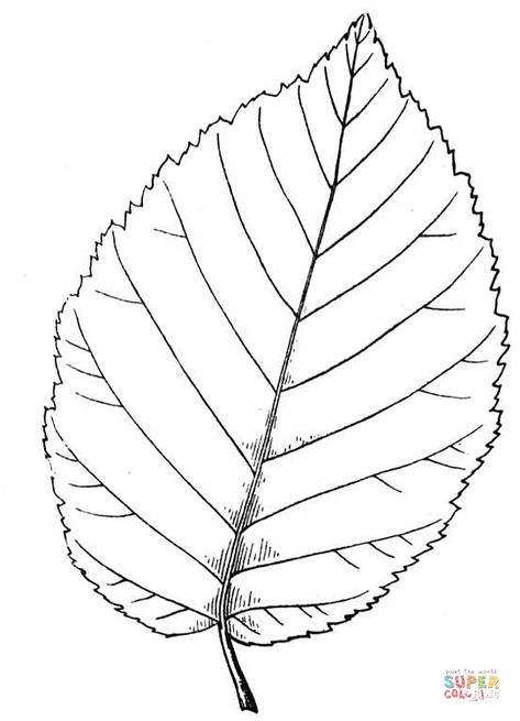 Birch Leaf Coloring Page Leaf Coloring Page, Craft Work For Kids, Leaf Outline, Birch Leaf, Preschool Activities Toddler, Leather Tooling Patterns, Tooling Patterns, Animal Embroidery Designs, Crochet Wall Hangings