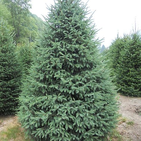 SPRUCE White Spruce Tree, Tree With Yellow Flowers, Picea Glauca, Picea Pungens, Rogers Gardens, Live Christmas Trees, White Spruce, Tree Seedlings, Spruce Tree