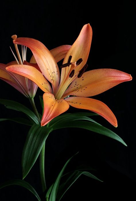 Lilly Photography, Flowers Photography Beautiful, Lily Photography, Orange Lily, Easy Flower Drawings, Botanical Photography, Easy Flower Painting, Beautiful Flowers Photography, Acrylic Painting Flowers