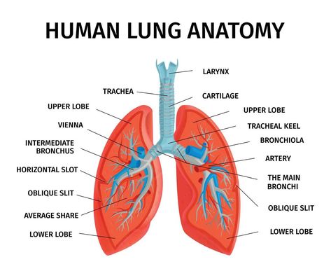 Lungs Diagram, Lungs Drawing, Respiratory System Anatomy, Lung Anatomy, Medical Drawings, Human Body Organs, Human Lungs, Cleansing Spray, School Wall Art