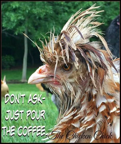 Flock Focus Friday 1/2/15 featuring a Chicken Fountain GIVEAWAY! Kaffe Humor, Lifestyle Hack, Coffee Talk, Coffee Obsession, Chicken Humor, Coffee Is Life, Good Morning Coffee, Animal Pics, Funny Sayings