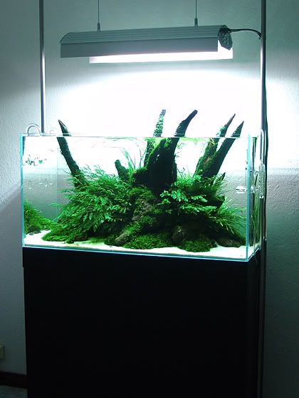 Aqua Tank, Diy Fish Tank, Aquascape Design, Fresh Water Fish Tank, Nano Aquarium, Aquarium Landscape, Aquatic Turtles, Nature Aquarium, Aquascape Aquarium