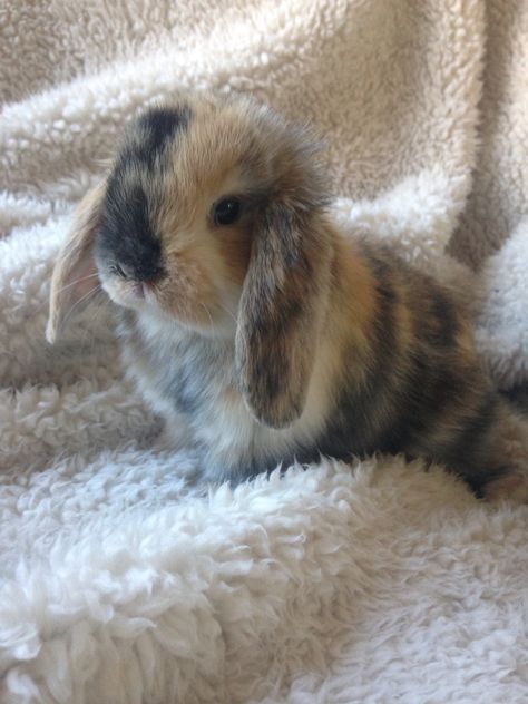 Holland Lop bunny. 3 month old female. Lop Bunnies, Pet Bunny Rabbits, Cute Bunny Pictures, Holland Lop, Bunny Pictures, Pet Bunny, Fluffy Animals, Cute Animal Photos