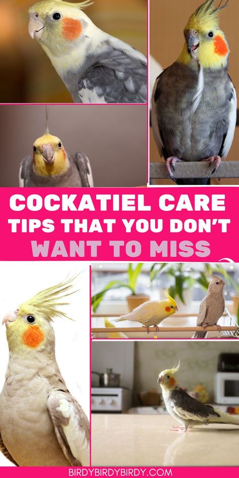 Cockatiel Care Tips That You Don’t Want to Miss Cockatiel Care, Cockatiel Cage, Cockatiel Toys, Cockatiel Bird, Taking Care Of Baby, Bird Care, The Cage, Baby Bird, Bird Toys