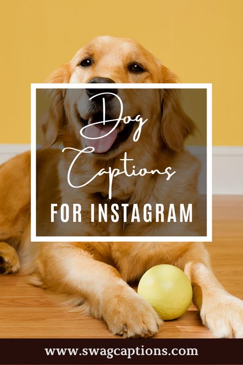 Golden Retriever Quotes Love, Insta Caption For Pic With Dog, Dog Smile Quotes, Zoomies Dog Quote, Insta Caption For Dogs, Dog Kisses Quotes, Puppy Sayings Cute, Dog Quotes For Instagram Captions, Captions For Puppy Pictures