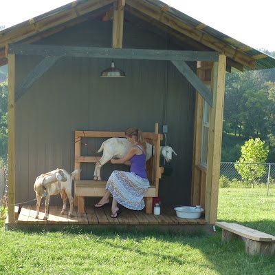 Milking Station Goats, Goat Milking Station, Goat House Ideas, Goat Stand, Milking Goats, Goat Milking Stand, Milk Goats, Goat Playground, Goat Shed