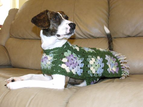 DIY crochet dog sweater