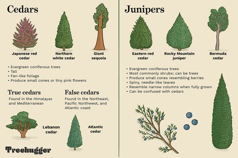 Differentiating Between Cedars and Junipers Identify Trees, Paradise Landscape, Wand Woods, Coniferous Trees, Northern White Cedar, Companion Gardening, Juniper Tree, Privacy Ideas, Tree Identification