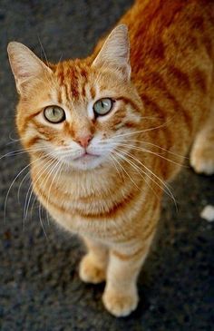 Gato Grande, Image Chat, Orange Tabby Cats, Most Beautiful Cat Breeds, Orange Cats, Orange Tabby, Haiwan Peliharaan, Sphynx Cat, Cat Aesthetic