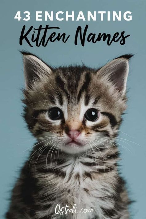 Cute Kitten Names Girl, Names For Cats Girl, Gray Kitten Names, Cute Names For Kittens, Gray Cat Names, Grey Kitten Names, Female Cat Names Unique, Kitten Names Boy, Kittens Names