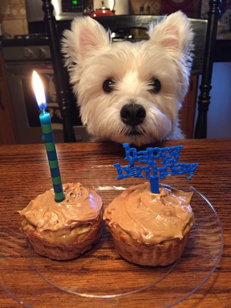 Happy 4th birthday Olie ! Westie Puppies, Happy 4th Birthday, Westie Dogs, Long Walk, Dog Stories, Fluffy Dogs, West Highland Terrier, White Terrier, West Highland White Terrier