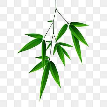 Bamboo Leaves Drawing, Bamboo Leaf Illustration, Bamboo Drawing, Spring Flowers Background, Autumn Leaves Background, Green Png, Bamboo Leaf, Leaf Stencil, Leaf Clipart