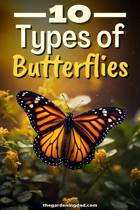 Butterfly Names, Butterfly Types, Names Of Butterflies, Rare Butterflies, Majestic Butterfly, Church Games, Types Of Butterflies, Butterfly Embellishment, Butterfly Species