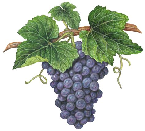 Botanical illustration of a bunch of Cabernet grapes on a vine with leaves. Grape Drawing, Grape Painting, Black Grapes, Fruit Illustration, Fruit Painting, Grape Bunch, Purple Grapes, Stock Art, Fruit Art