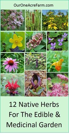 Garden with these native plants for food and medicine, to provide for both humans and wildlife. Edibility, medicinal uses, and wildlife value are summarized for each plant. These herbs have a rich Native American ethnobotany, and as native plants, they support native wildlife. Some are favorites of foragers and other are favorites of herbalists. Great for a permaculture garden! Medical Garden, Native American Herbs, Medicine Garden, Permaculture Garden, Medicinal Herbs Garden, Types Of Herbs, Healing Garden, Native Plant Gardening, Australian Plants