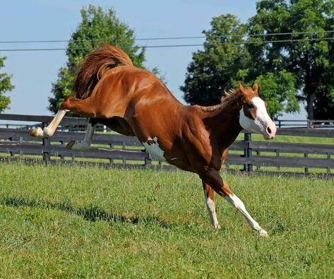 Horse Behavior, Horse Coat Colors, Bucking Horse, Horse Anatomy, Horse Inspiration, Paint Horse, Horse Feed, Horse World, Horse Drawings