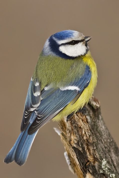 photo: blue tit .... by emuwren on tumblr ... Vogel Gif, Airbrush Art, Nature Birds, Exotic Birds, Bird Pictures, Bird Drawings, Pretty Birds, Bird Photo, Colorful Birds