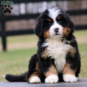 Burmese Mountain Dogs Puppy, Burmese Mountain Dog Puppy, Mini Bernese Mountain Dog, Burmese Mountain Dogs, Bernese Dog, Bernese Mountain Dog Puppy, Greenfield Puppies, Bernedoodle Puppy, St Bernard Dogs