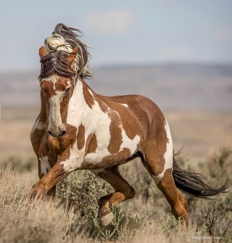 Picasso, a 25-year old pinto stallion, a wild mustang living in the Sand Wash Herd area, Colorado. Wild Horse Pictures, Wild Horses Photography, Mustang Horse, Horse Dressage, Wild Mustangs, Friesian Horse, Majestic Horse, All The Pretty Horses, White Horses