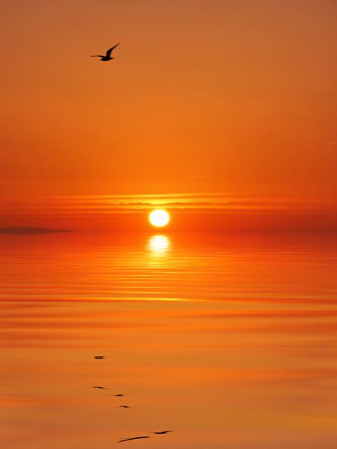 https://flic.kr/p/oTMb3B | Orange sea. | Sunrise across the bay with a little help from photoshop on the water foreground. Water Sunset, Orange Water, Orange Moon, Sunset Sea, Sky Pictures, Orange Sky, Orange Aesthetic, Orange Wallpaper, West Michigan