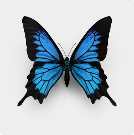 Morpho Azul, Papilio Ulysses, Ulysses Butterfly, Borboleta Tattoo, Blue Butterfly Tattoo, Blue Butterfly Wings, Botanisk Illustration, Blue Morpho, Blue Butterflies