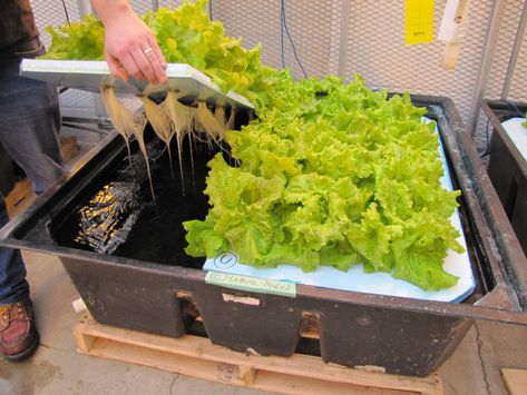 Hydroponics Lettuce, Homemade Hydroponics, Hydroponic Grow Box, Lettuce Growing, Growing Lettuce Indoors, Hydroponic Herb Garden, Diy Hydroponics, Hydroponic Lettuce, Hydroponic Vegetables