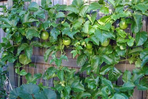 passionfruit vine Buah Markisa, Passionfruit Vine, Passion Fruit Plant, Privacy Trellis, Grape Water, Vine Trellis, Planter Trellis, Outdoor Trellis, Backyard Plants