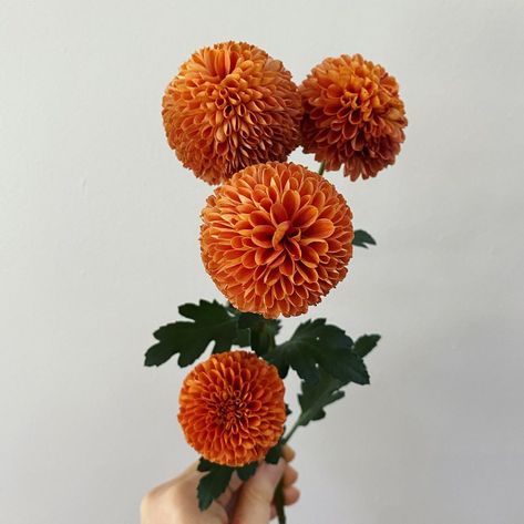 Pom Pom Chrysanthemum Flower, Crsanthmum Flower, Spider Mum Flower, Orange Mums, Graduation Flowers Bouquet, Burgundy Chrysanthemum, Orange Chrysanthemum, Chrysanthemum Bouquet, Mum Tattoo