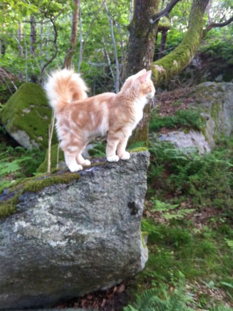 Norwegian Forest Cat Aesthetic, Norwegian Forest Cat Orange, Cats In Forest, Cat In A Forest, Cat In The Forest, Cat Poses, Most Popular Cat Breeds, Popular Cat Breeds, Cats Outside