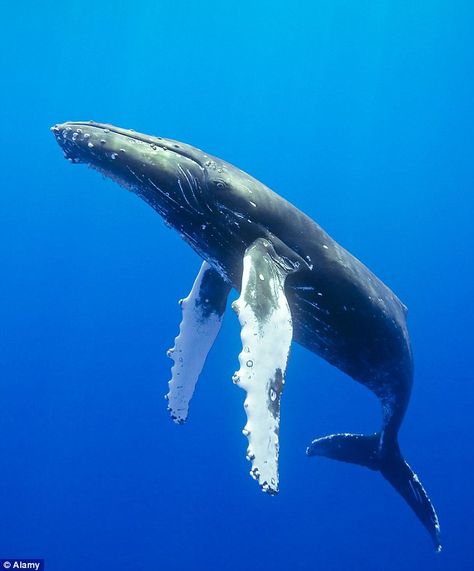 Humpback whales don't really communicate like other dolphins and whales, when they vocalize, they sing. The songs they sing are so beautiful! Whale Song, Sea Mammal, Water Animals, Marine Mammals, Humpback Whale, Blue Whale, Marine Animals, Ocean Creatures, Ocean Animals