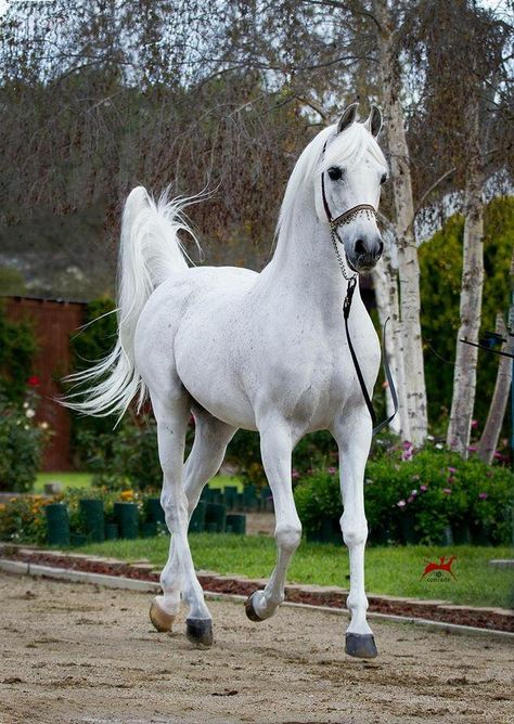 White Arabian Horse, Arabic Horse, Egyptian Arabian Horses, Arabian Stallions, Beautiful Arabian Horses, Andalusian Horse, Most Beautiful Horses, Friesian Horse, Most Beautiful Animals