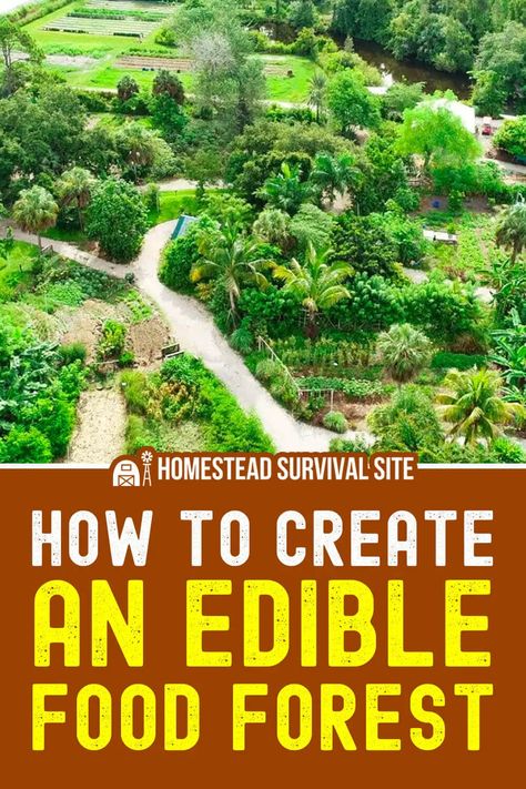 You can eat everything that grows in a forest, but only if you plant it yourself. That's the idea behind an edible food forest. Farm Planning, Medicinal Gardening, Food Forests, Food Forest Garden, Edible Gardens, Survival Garden, Natural Fence, Perennial Vegetables, Berry Bushes