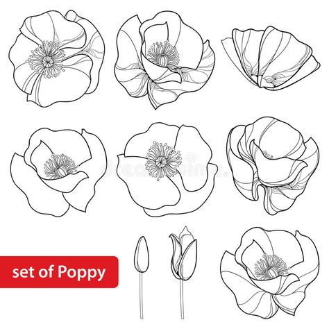 Vector Set with Outline Poppy Flower, Bud and Open Flowers Isolated on White Background. Floral Elements in Contour Style. Stock Vector - Illustration of black, decorative: 92893564 Book Symbol, Poppy Flower Drawing, White Background Floral, Hollyhocks Flowers, Poppy Drawing, Blue Drawings, Beautiful Flower Drawings, Outline Images, Flower Outline