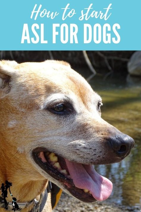 ASL for dogs: How to start teaching your dog American Sign Language cues -- and why our family is starting this ASL journey! Sign Language For Deaf Dogs, Sign Language For Dogs, Dog Sign Language, Dogs Language, Dog Behaviorist, Pet Things, Deaf Dog, Mini Aussie, Hand Signals