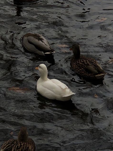 Ducks, Water