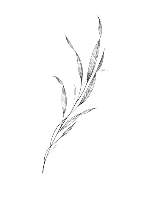 Leaf Side Tattoo, Weeping Willow Leaf Tattoo, Willow Tree Branch Drawing, Willow Branches Tattoo, Willow Tattoo Branch, Willow Tree Leaf Tattoo, Small Willow Branch Tattoo, Willow Tattoo Small, Willow Tree Leaves Tattoo