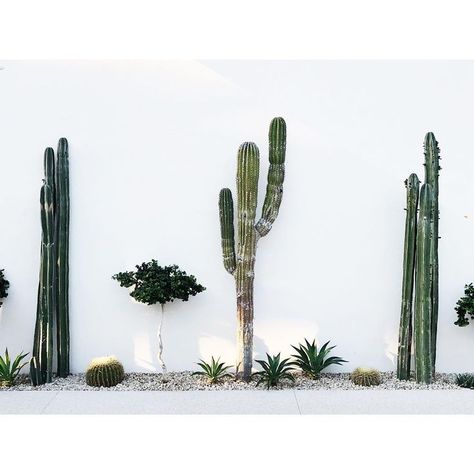 Indoor Cactus Plants, Tanaman Indoor, Surf Aesthetic, Drink Shop, Indoor Cactus, Interior Plants, Cactus Garden, Cactus Flower, Alam Semula Jadi