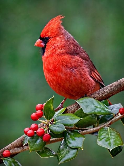 Regard Animal, Bird Sitting, Bird Crafts, Cardinal Birds, Red Bird, Airbrush Art, Backyard Birds, Bird Pictures, Bird Drawings