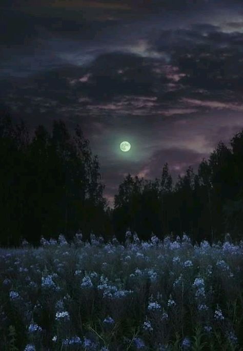 Midnight Core Aesthetic, Forest Meadow Aesthetic, Colorful Nature Photography, Day Dream Aesthetic, Moon Garden At Night, Fond Tiktok, Angelic Core, Moonlit Field, Forest Moonlight