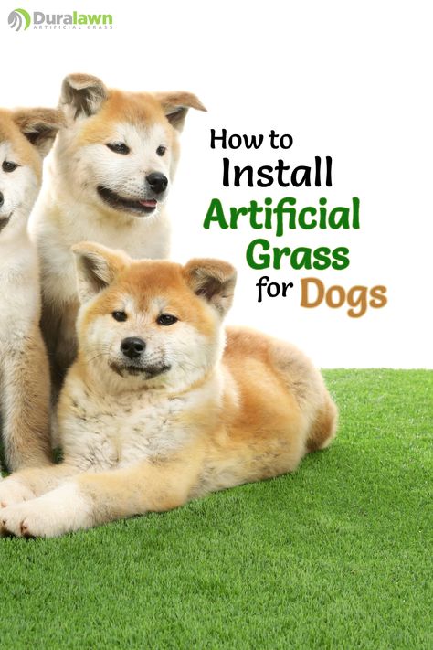 Artificial grass for dogs is easy to install but there are a few important things to keep in mind. The first thing is you want to use an antimicrobial or synthetic infill material that will help prevent urine odour from bacteria buildup. The second thing is to use a strong edger so you can attach the grass if your dog is prone to digging and pulling up on carpet or rugs. The final consideration is the sub base layer for adequate drainage. #duralawn #artificialgrassfordogsinstallation Artificial Grass For Dogs, Grass Installation, Diy Step, Artificial Grass Installation, Diy Step By Step, Things To Keep In Mind, Artificial Grass, The Grass, Working Area