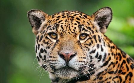 Jaguar - animals, speckles, orange, wild cats, cats, rainforest, amazon, ecosystems, fur, habitat, jungle, beautiful animals, beautiful cats, spots, jaguars Jaguar Face, Cheetah Face, Howler Monkey, White And Black Cat, Rainforest Animals, Mountain Gorilla, Tropical Animals, Leopard Animal, Large Cats