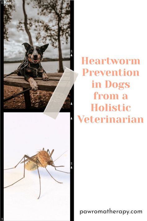 Mosquito season is upon us and with that comes the dreaded heartworm! Dogs are the natural host of heartworms which means prevention of heartworms is extremely important.Click to read more.... Heartworm Prevention Dogs, Natural Wormer For Dogs, Natural Heartworm Prevention Dogs, Natural Dog Dewormer, Heart Worms In Dogs, Natural Dog Remedies, Deworming Dogs, Holistic Dog Care, Meds For Dogs